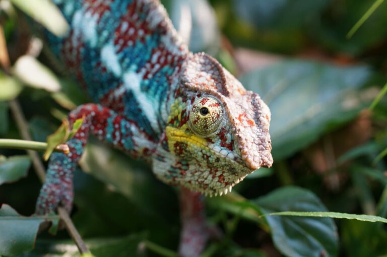 15 of the Best Safe Non-Toxic Plants Chameleons Need