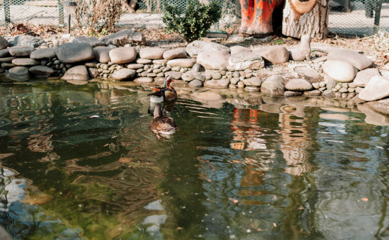 DIY Backyard Duck Pond Ideas: Build with Ease