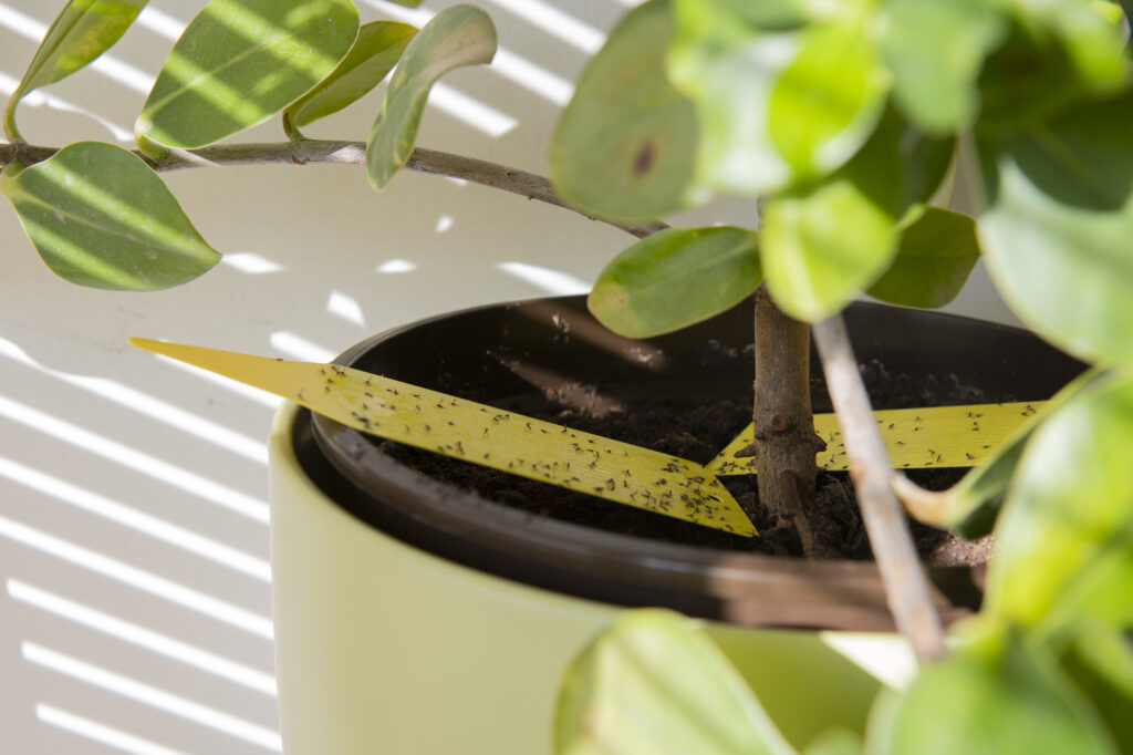 small black bugs on plants on yellow sticky paper