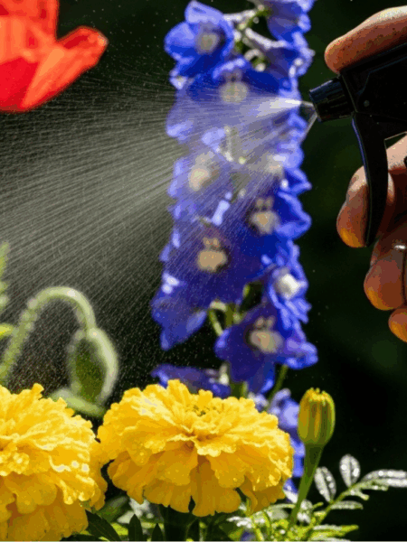 Homemade insecticide being sprayed onto plants.