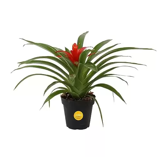 Costa Farms Bromeliad Live Plant, Live Indoor Flowering Plant, Houseplant Potted in Eco-Friendly Washable Paper Planter with Potting Soil Mix, Tabletop Room Decor, Grower's Choice, 12-Inches Tall