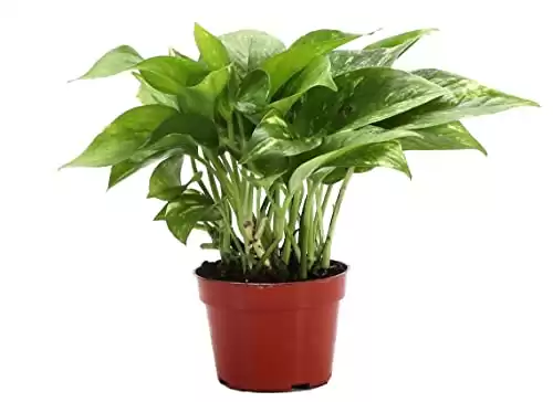 Thorsen's Greenhouse Live Golden Pothos Plant, Epipremnum Aureum, Devil's Ivy, Live Indoor Plant, 4" Diameter Pot