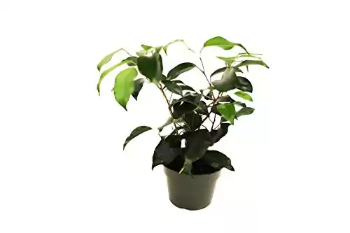 Ficus Benjamina Weeping Fig - 4'' from California Tropicals