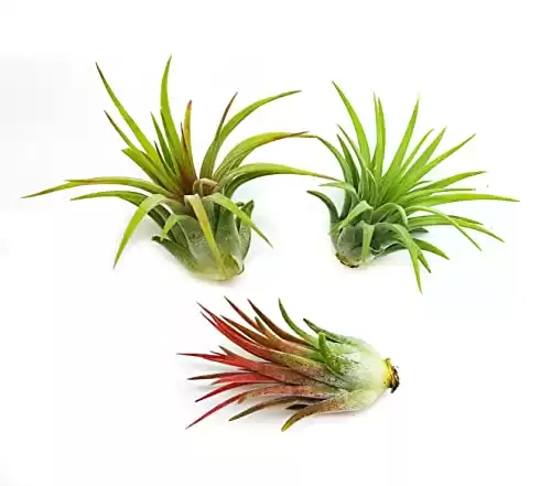 It Blooms Rainforest Grown 3 Pack Ionantha Air Plants Assorted Sizes - Live Tillandsia - 1 to 3 inches - 30 Day Guarantee