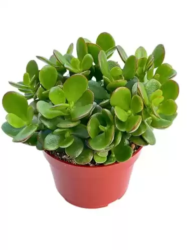 Jade Plant 4" Crassula Ovata Jade Compact Succulent Plants Live, Easy to Grow Hard to Kill Houseplant by The Succulent Cult