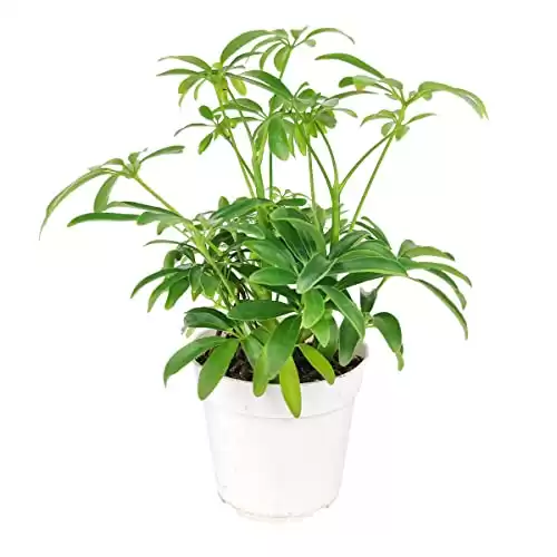 Schefflera Arboricola - Dwarf Umbrella Tree (4" Grower Pot) - Tropical Houseplant - Low Light and Healthy Houseplant - Easy to Care Indoor Houseplant