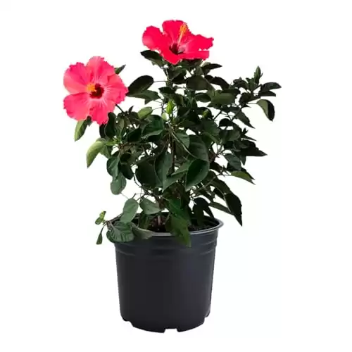 AMERICAN PLANT EXCHANGE Hibiscus Live Plant, 3 Gallon, Pink Bloom