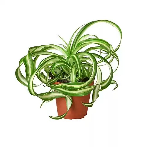 House Plant Shop | Spider 'Bonnie' - 4" Pot | Live Indoor Plant | Easy to Care | Natural Décor Plant | Great Gifts| Free Care Guide