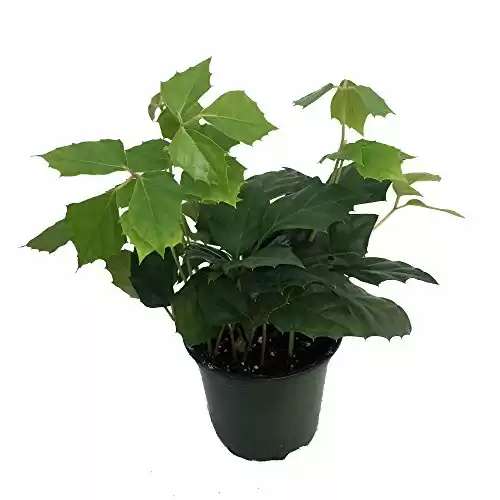 Grape Ivy Plant - Cissus rhombifolia - Great House Plant - 4" Pot