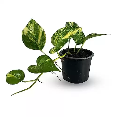 Epipremnum Aureum by LEAL PLANTS ECUADOR|Golden Pothos Epipremnum Aureum|Jade Pothos Epipremnum aureum Live Houseplants| Pothos Live Plant| Golden Pothos Plant Live| Devils Ivy Live Plant|Neon Pothos