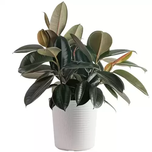 Costa Farms Burgundy Rubber Plant, Live Indoor Ficus Elastica Tree, Live Indoors Houseplant in Décor Planter Pot, Potting Soil Mix, Gift for Housewarming New House, Home or Office Decor, 2-3 Feet Tal...