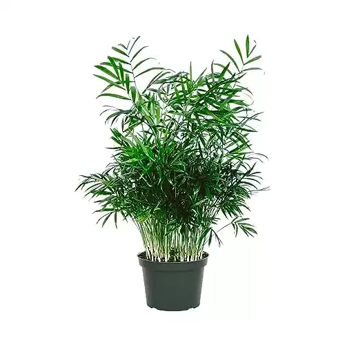 American Plant Exchange Chamaedorea Elegans Parlour Palm Live Indoor Houseplant, 6" Pot, Light Green Air Purifier