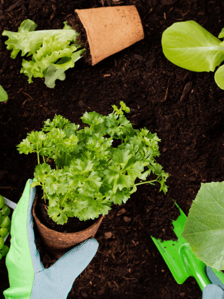 Woman planting herbs with garden compost.