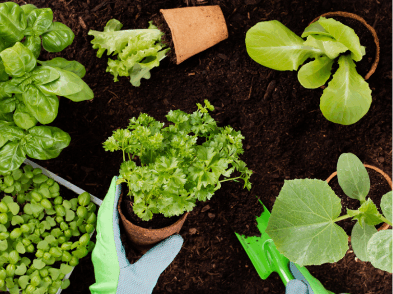 Woman planting herbs with garden compost.